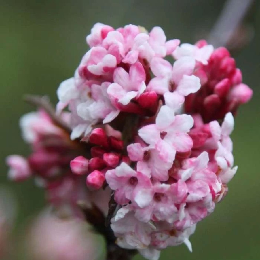 All Ornamental Shrubs * | Viburnum X Bodnantense Dawn | 2 Litre Pot