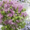 All Ornamental Shrubs * | Syringa Meyeri Flowerfesta Pink ('Anny200817') (Pbr) (Flowerfesta Series) | 3L Pot