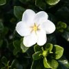 All Ornamental Shrubs * | Gardenia Jasminoides Kleim'S Hardy | 1.5L Pot