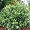 All Ornamental Shrubs * | Pittosporum Tenuifolium Golf Ball (Pbr) | 10 Lt Pot