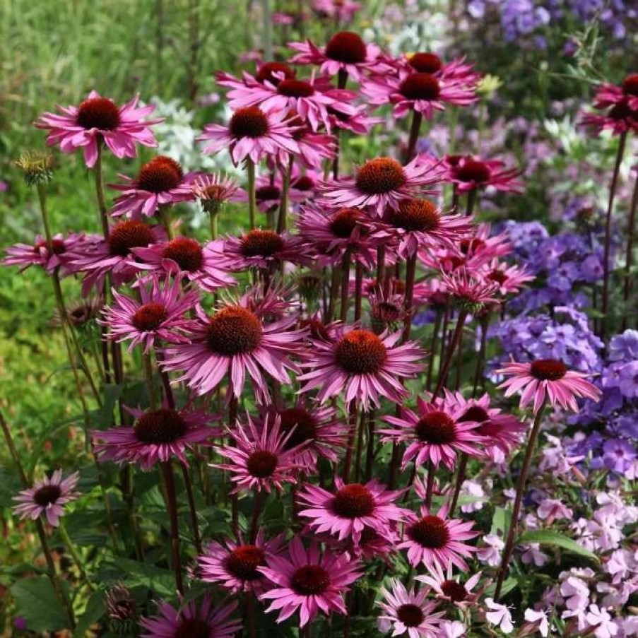 Echinacea Plants * | Echinacea Purpurea Rubinglow | 9Cm Pot