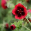 All Ornamental Shrubs * | Potentilla Thurberi Monarch'S Velvet | 9Cm Pot