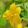 All Ornamental Shrubs * | Kerria Japonica Golden Guinea | 2L Pot