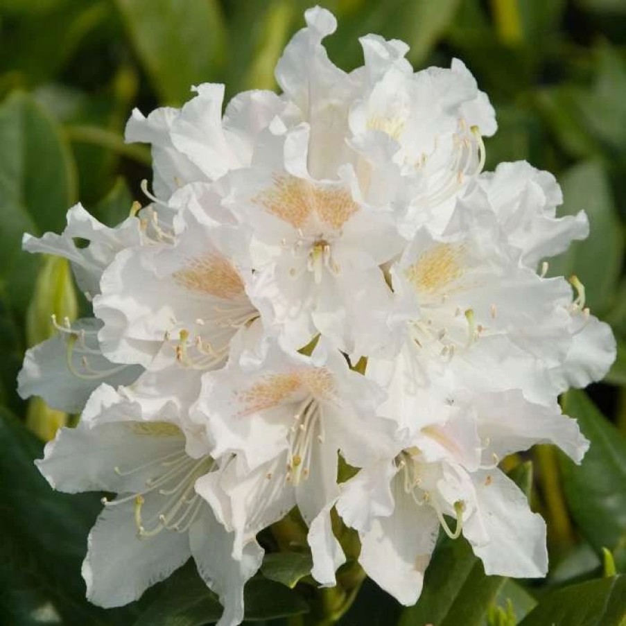 All Ornamental Shrubs * | Rhododendron Cunningham'S White | 2 Litre Pot