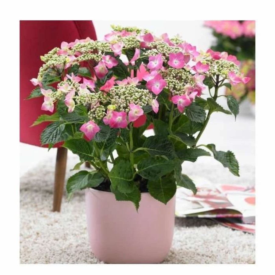 All Ornamental Shrubs * | 40Cm Hydrangea Macrophylla 'Teller Pink' | 5L Pot