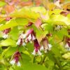 All Ornamental Shrubs * | Leycesteria Formosa Golden Lanterns ('Notbruce') (Pbr) | 2L Pot