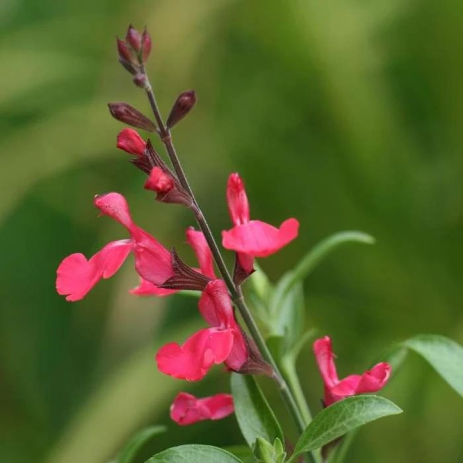 Salvia Plants * | Salvia Greggii Lipstick | 9Cm Pot