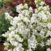 All Ornamental Shrubs * | Exochorda Macrantha Niagara (Pbr) | 12L Pot