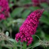 All Ornamental Shrubs * | Buddleja Davidii Royal Red | 2L Pot