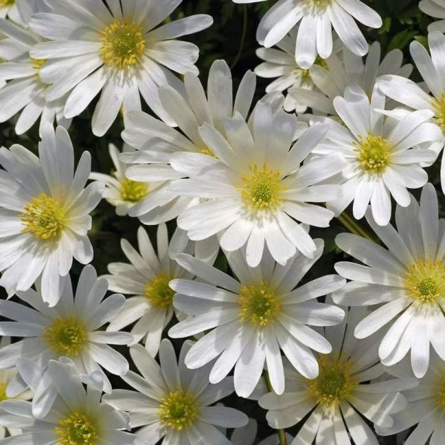 Anemone Plants * | Anemone Blanda White Splendour Potted Bulbs | 9Cm Pot