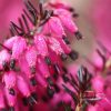 All Ornamental Shrubs * | Erica Carnea Myretoun Ruby | 9Cm Pot