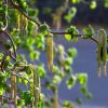 All Ornamental Shrubs * | Corylus Avellana Contorta | 5L Pot