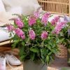 All Ornamental Shrubs * | Buddleja Little Pink ('Botex 005') (Pbr) (Butterfly Candy Series) | 2L Pot