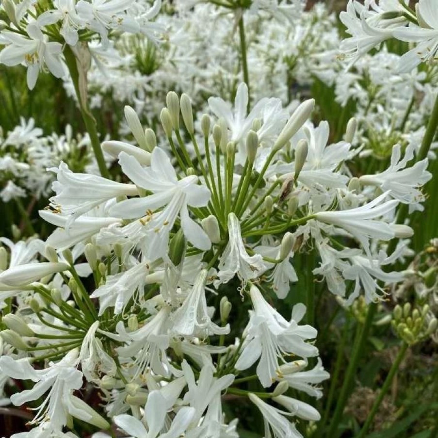 Agapanthus Plants * | Agapanthus Little Dutch White | 2L Pot