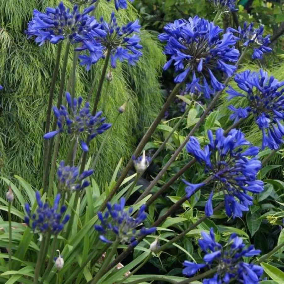 Agapanthus Plants * | Agapanthus Midnight Star | 2 Litre Pot