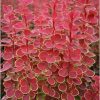 All Ornamental Shrubs * | Berberis Thunbergii Orange Sunrise (Pbr) | 2 Litre Pot