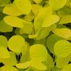 All Ornamental Shrubs * | Cotinus Coggygria Golden Spirit ('Ancot') (Pbr) | 12 Lt Pot