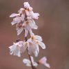 All Ornamental Shrubs * | Abeliophyllum Distichum Roseum Group | 2 Litre Pot