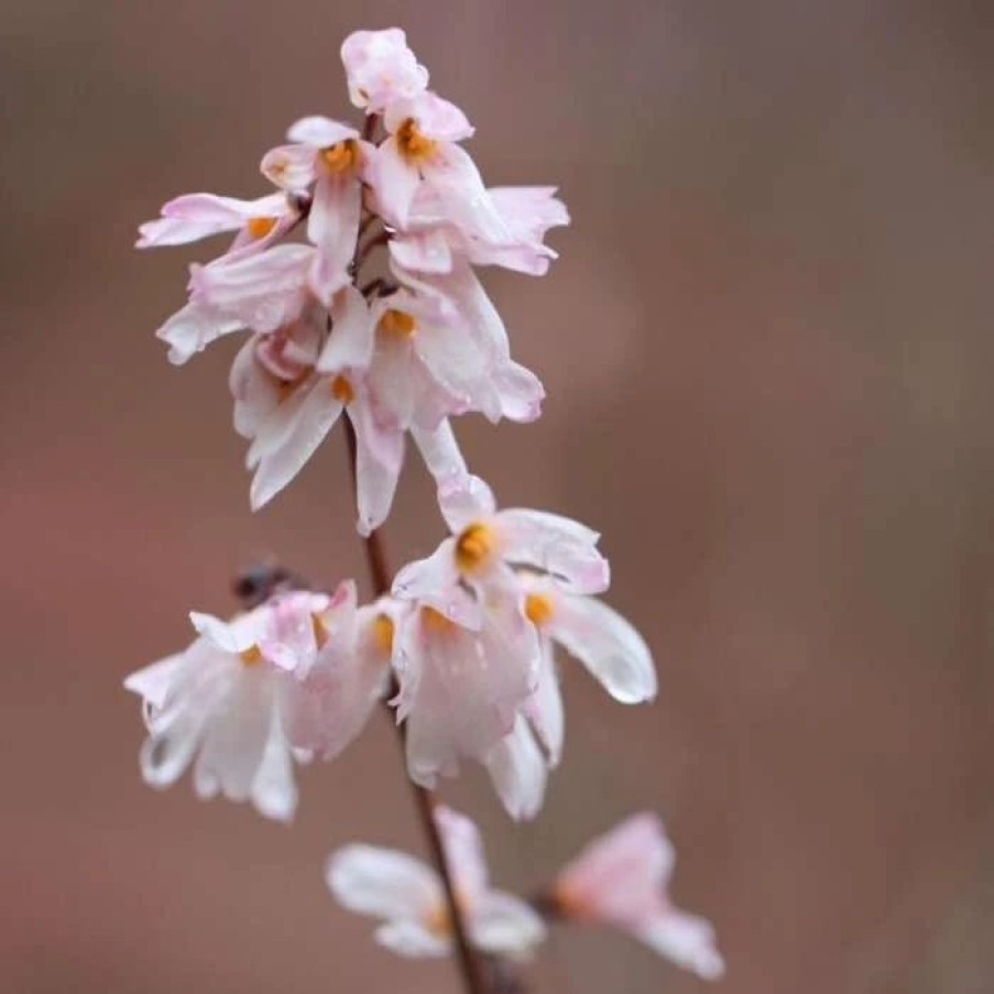 All Ornamental Shrubs * | Abeliophyllum Distichum Roseum Group | 2 Litre Pot