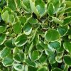 All Ornamental Shrubs * | Griselinia Littoralis Variegata | 2L Pot