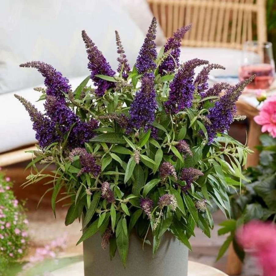 All Ornamental Shrubs * | Buddleja Little Purple ('Botex 001') (Pbr) (Butterfly Candy Series) | 2 Litre Pot