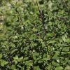 All Ornamental Shrubs * | Pittosporum Tenuifolium | 7.5L Pot