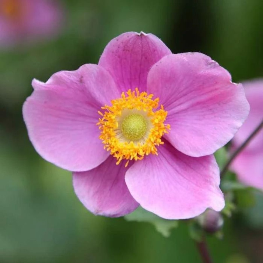 Anemone Plants * | Anemone Hupehensis Hadspen Abundance | 2L Pot