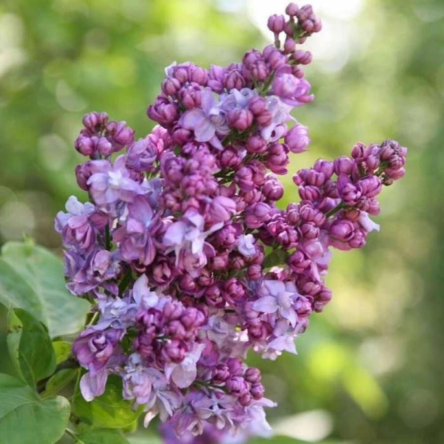 All Ornamental Shrubs * | Syringa Vulgaris Charles Joly | 12L Pot