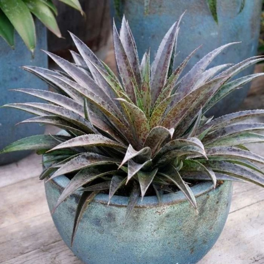 All Ornamental Shrubs * | X Mangave Pineapple Express (Pbr) | 13Cm Pot