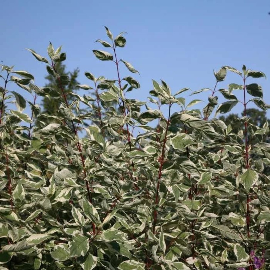 All Ornamental Shrubs * | Cornus Alba Elegantissima | 2L Pot