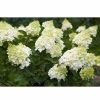 All Ornamental Shrubs * | Hydrangea Paniculata 'Silver Dollar' | 3L Pot