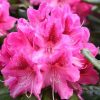 All Ornamental Shrubs * | Rhododendron Cosmopolitan | 7Lt Pot