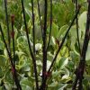 All Ornamental Shrubs * | Cornus Alba Kesselringii | 12L Pot