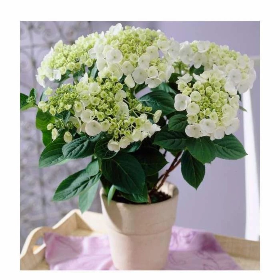 All Ornamental Shrubs * | 40Cm Hydrangea Macrophylla 'Teller White' | 5L Pot