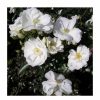 All Ornamental Shrubs * | Flower Carpet White' Ground Cover Rose 4L Pot