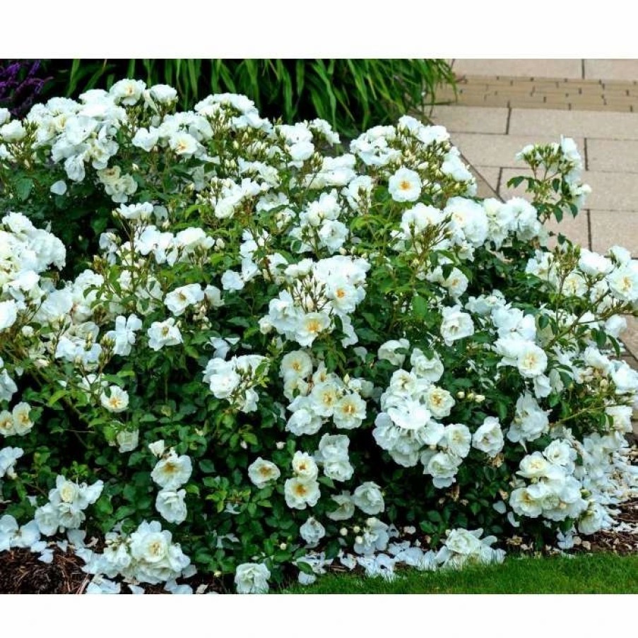 All Ornamental Shrubs * | Flower Carpet White' Ground Cover Rose 4L Pot