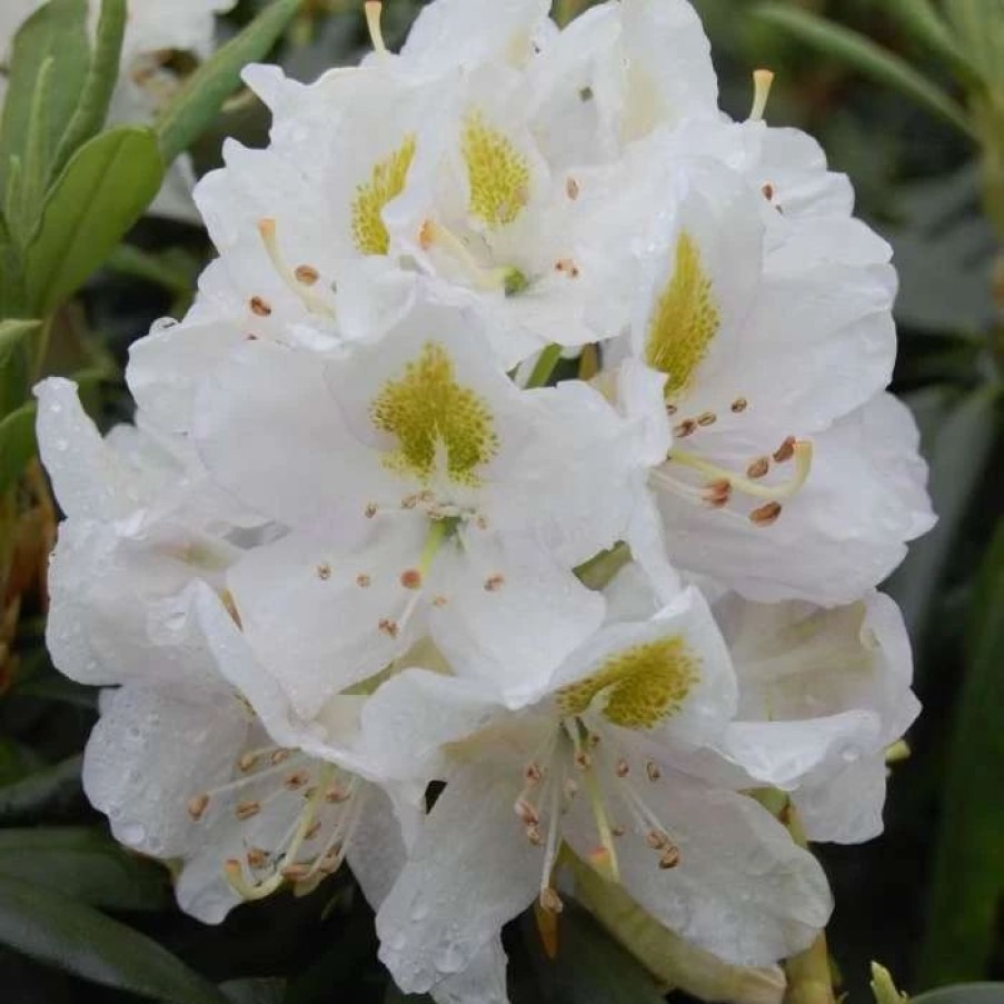 All Ornamental Shrubs * | Rhododendron Madame Masson | 5 Litre Pot