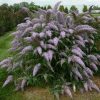 All Ornamental Shrubs * | Buddleja Grand Cascade ('Pp30868') (Pbr) | 2L Pot