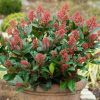 All Ornamental Shrubs * | Skimmia Japonica Rubella | 2L Pot