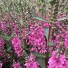 All Ornamental Shrubs * | Hebe Pink Pixie | 2 Litre Pot