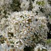 All Ornamental Shrubs * | Choisya X Dewitteana White Dazzler ('Londaz') (Pbr) | 7.5Lt Pot