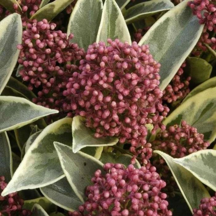 All Ornamental Shrubs * | Skimmia Japonica Magic Marlot (Pbr) | 1L Pot