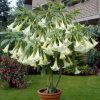 All Ornamental Shrubs * | Brugmansia White | 19Cm Pot