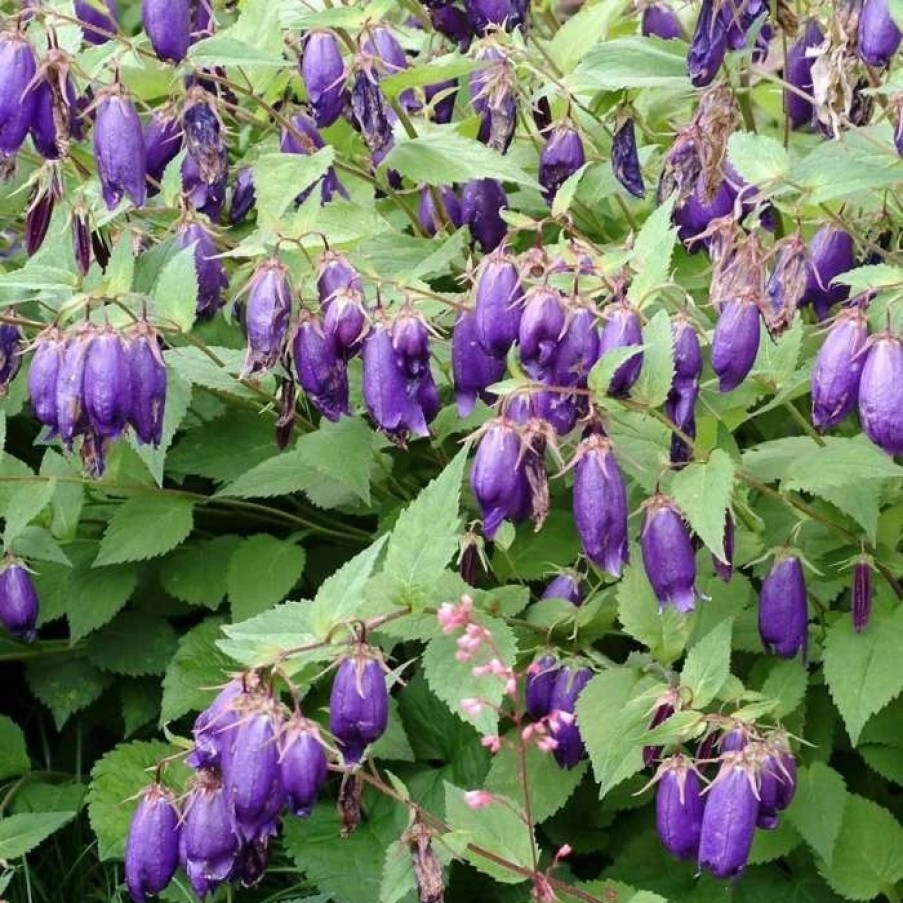 Campanula Plants * | Campanula Sarastro | 9Cm Pot