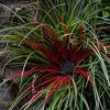 All Ornamental Shrubs * | Fascicularia Bicolor | 9Cm Pot