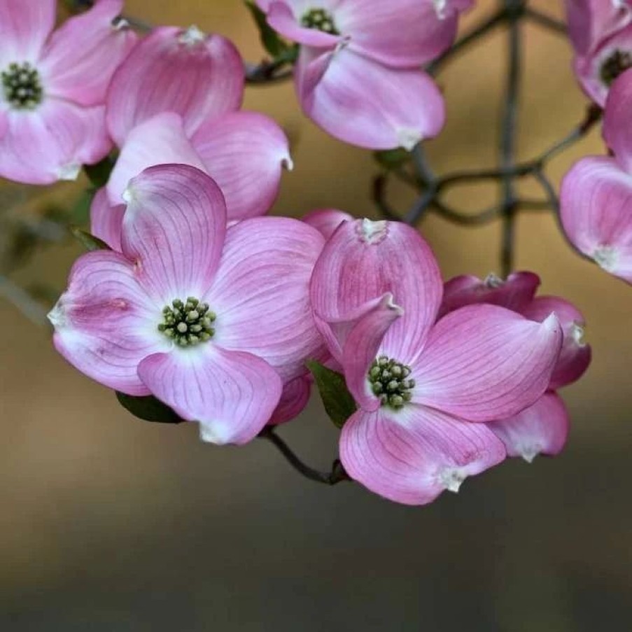 All Ornamental Shrubs * | Cornus Cherokee Chief | 12L Pot