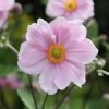 Anemone Plants * | Anemone X Hybrida Elegans | 9Cm Pot