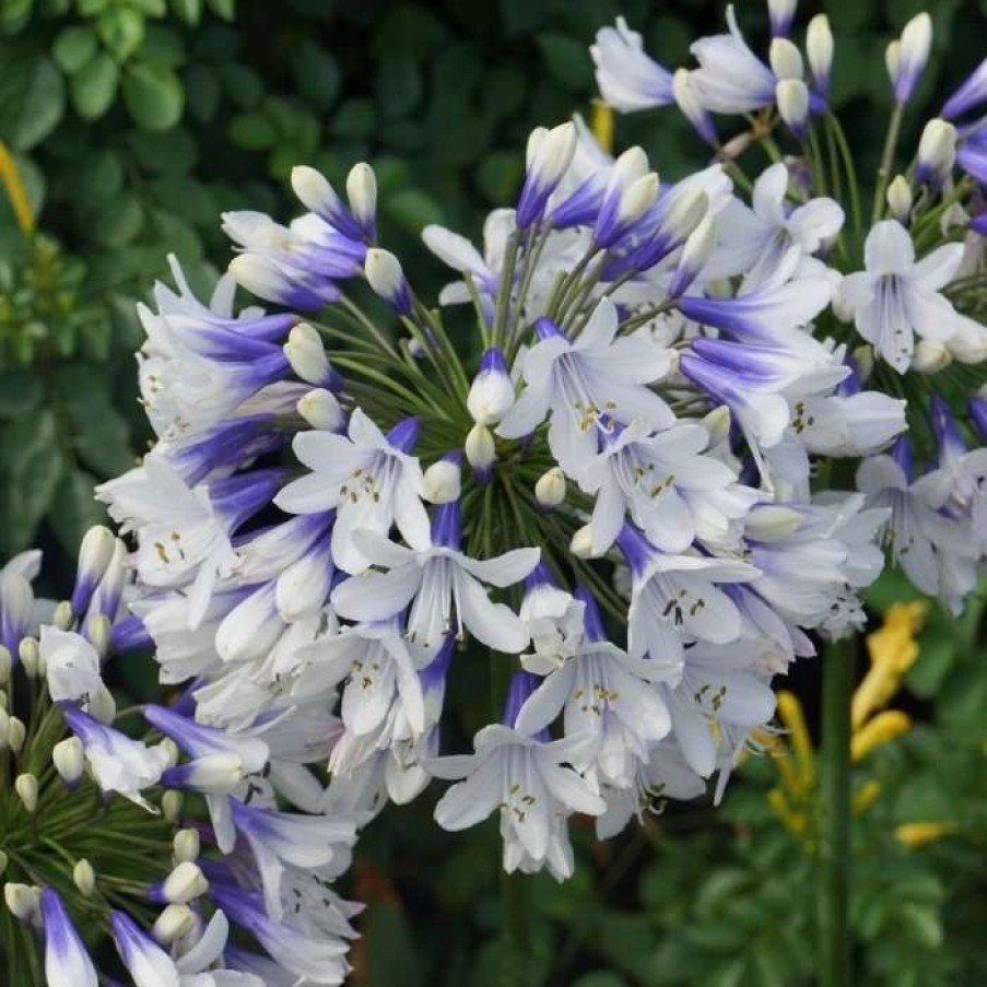 Agapanthus Plants * | Agapanthus Twister ('Ambic001') (Pbr) | 9Cm Pot