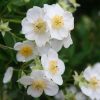 All Ornamental Shrubs * | Carpenteria Californica | 2 Litre Pot