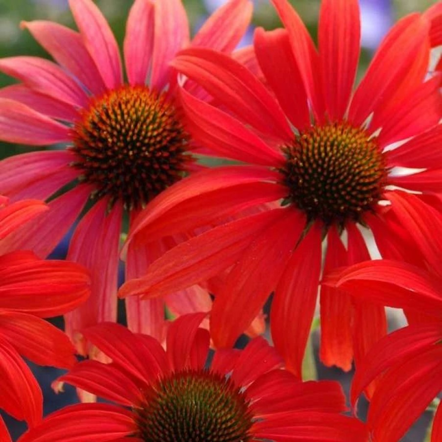 Echinacea Plants * | Echinacea Tomato Soup (Pbr) | 2 Litre Pot